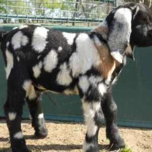 female South African Boer goat for sale