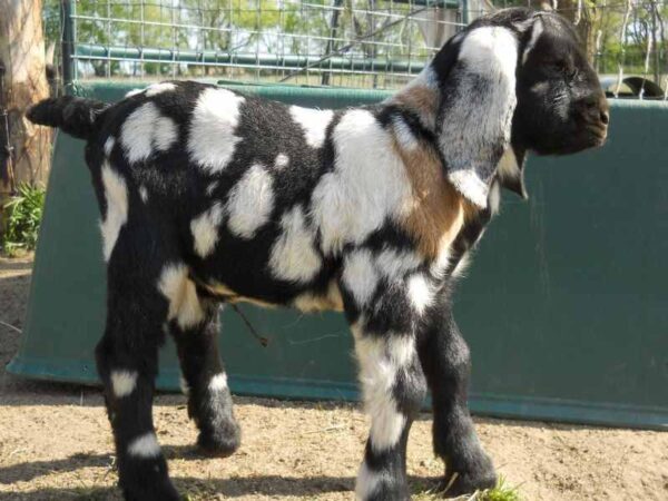 female South African Boer goat for sale