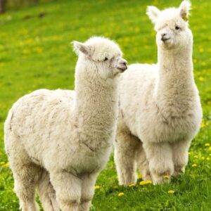 alpaca for sale