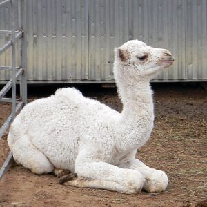 Baby Camel for sale