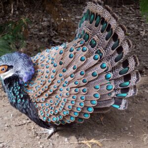 Bornean peacock pheasants for sale