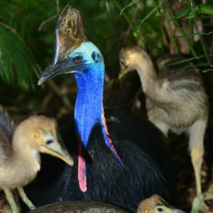 Female Cassowaries for sale