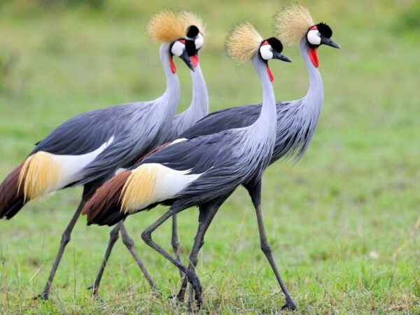 East African Crowned Cranes