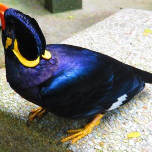 Sumbawa Hill mynah for sale