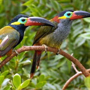 Guyana Toucanet for sale