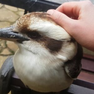 Laughing kookaburras for sale