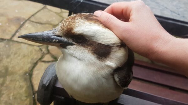 Laughing kookaburras for sale