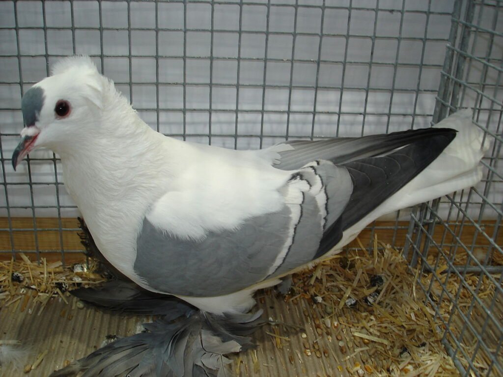 old-german-owl-pigeon-male-jjw-farm-sanctuary