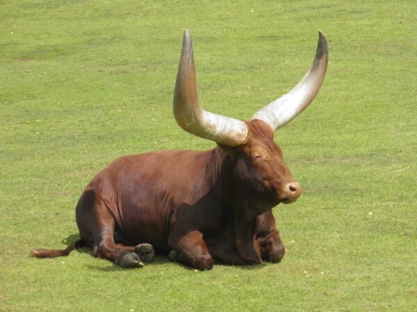 Watusi Cattle Big Horns for sale