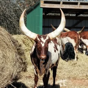 Watusi Cattle Big Horns for sale