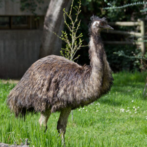 emu yearling for sale