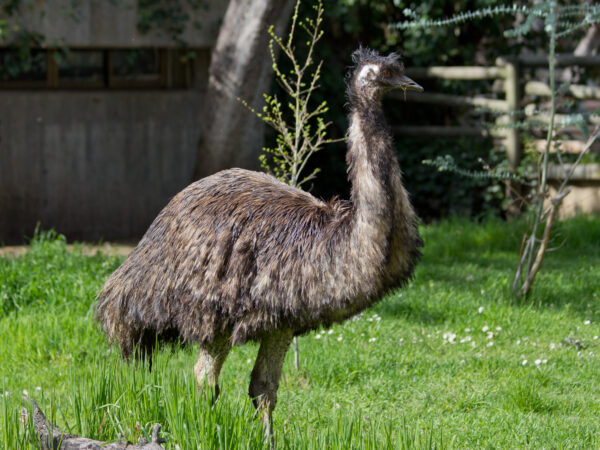 emu yearling for sale