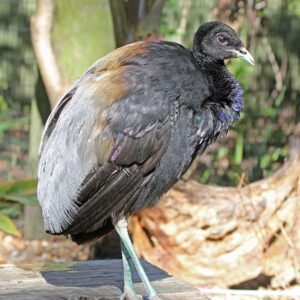 grey winged trumpeters FOR SALE