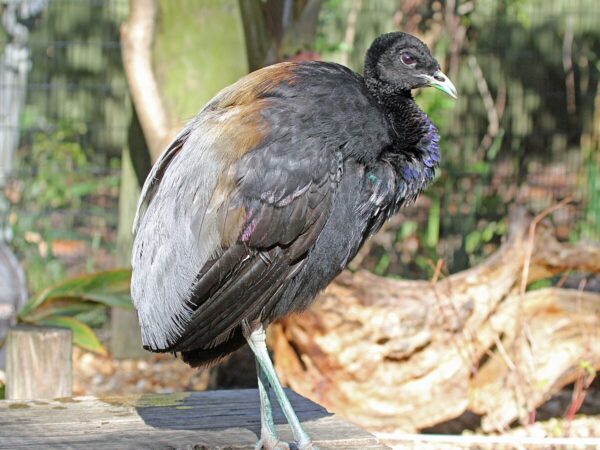 grey winged trumpeters FOR SALE