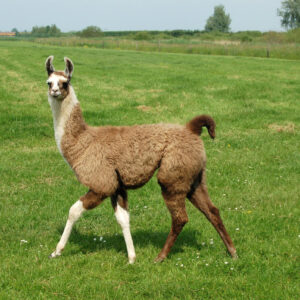 llama for sale, male llama for sale