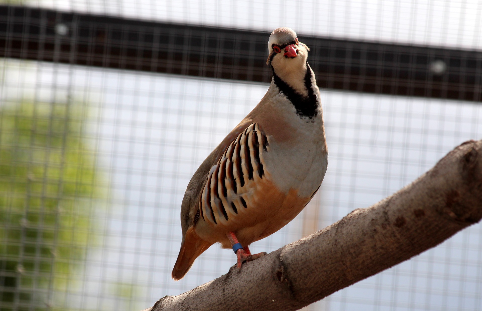 Chukar Male partridge | jjw Farm Sanctuary