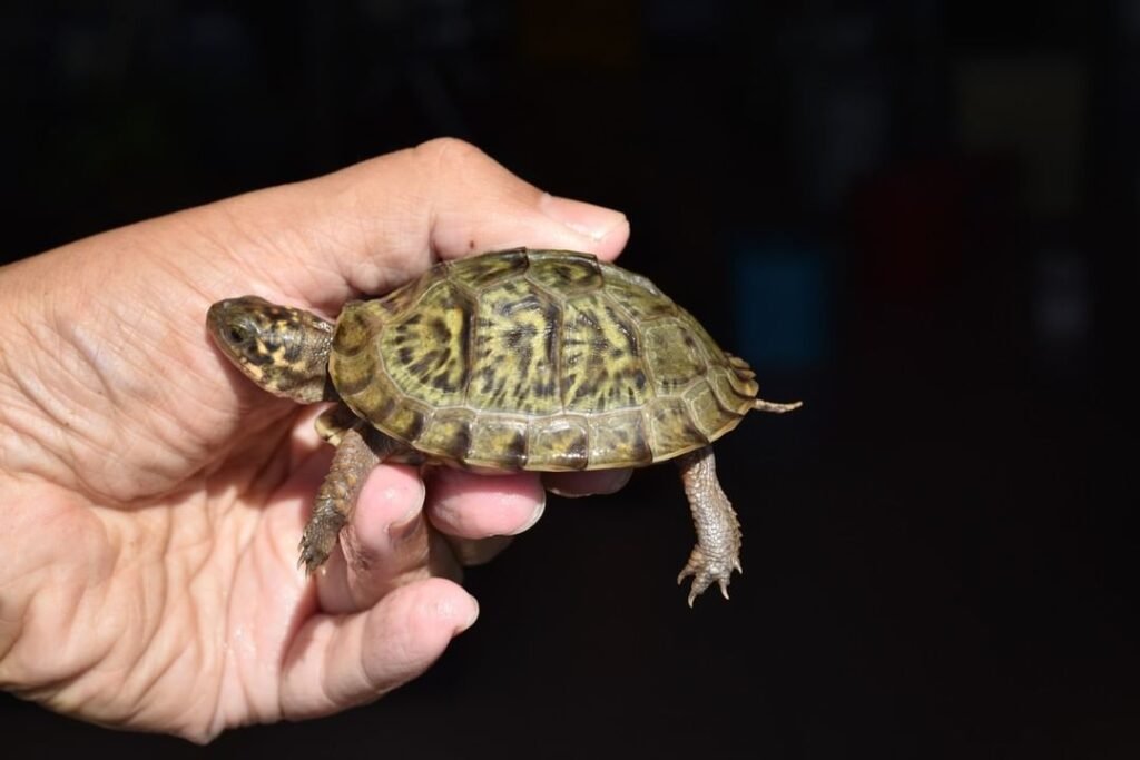Turtle 147 Baby mexican box turtle - jjw Farm Sanctuary
