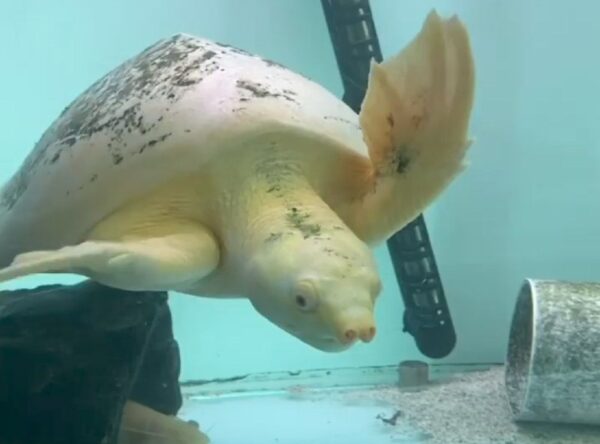 Pignose turtles for sale
