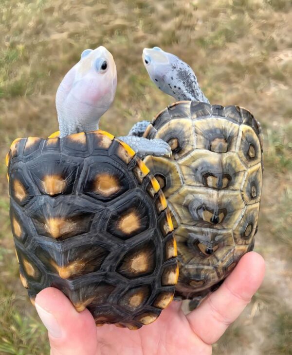 Diamond back terrapin pair