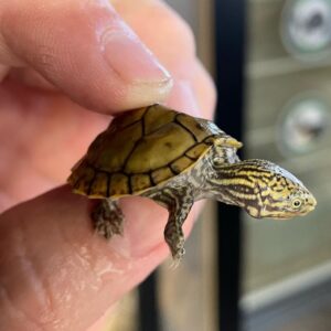 Stripe neck turtle for sale online