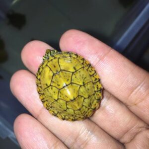 sternotherus depressus for sale