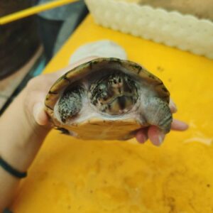 Flattened musk turtles