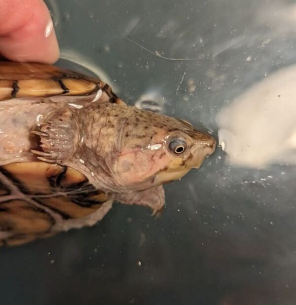 odaratus turtles for sale