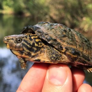 sternotheruspeltifer pair for sale