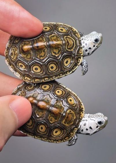 turtles terrapin malaclemys terrapin babies for sale