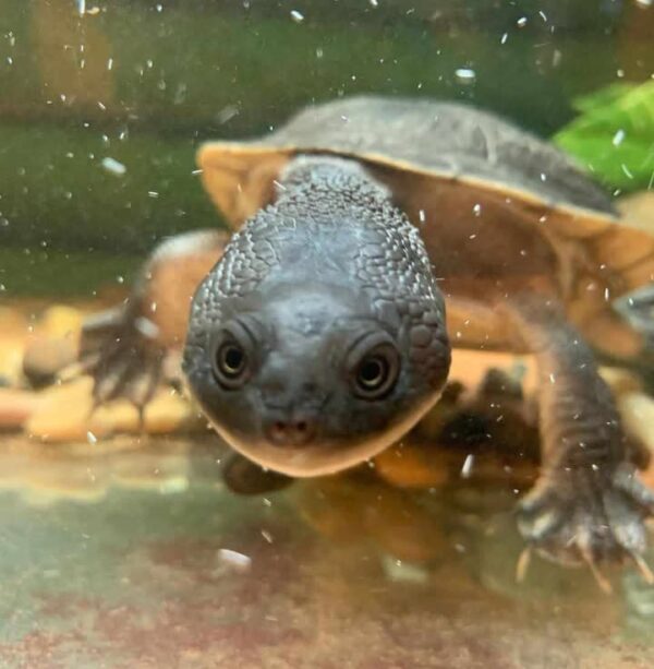 ROTI ISLAND NECKED TURTLE FOR SALE