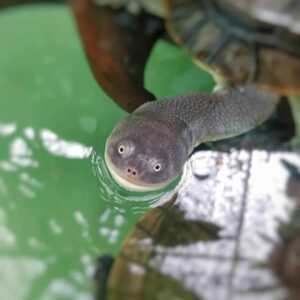 Male adult Roti Island Snake Necked Turtles