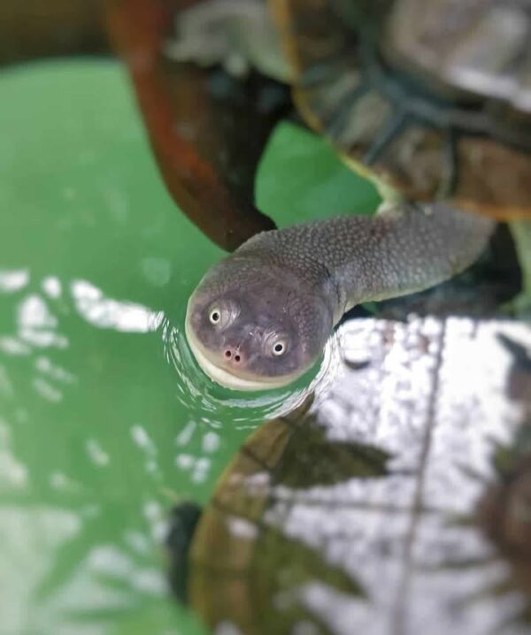 Male adult Roti Island Snake Necked Turtles