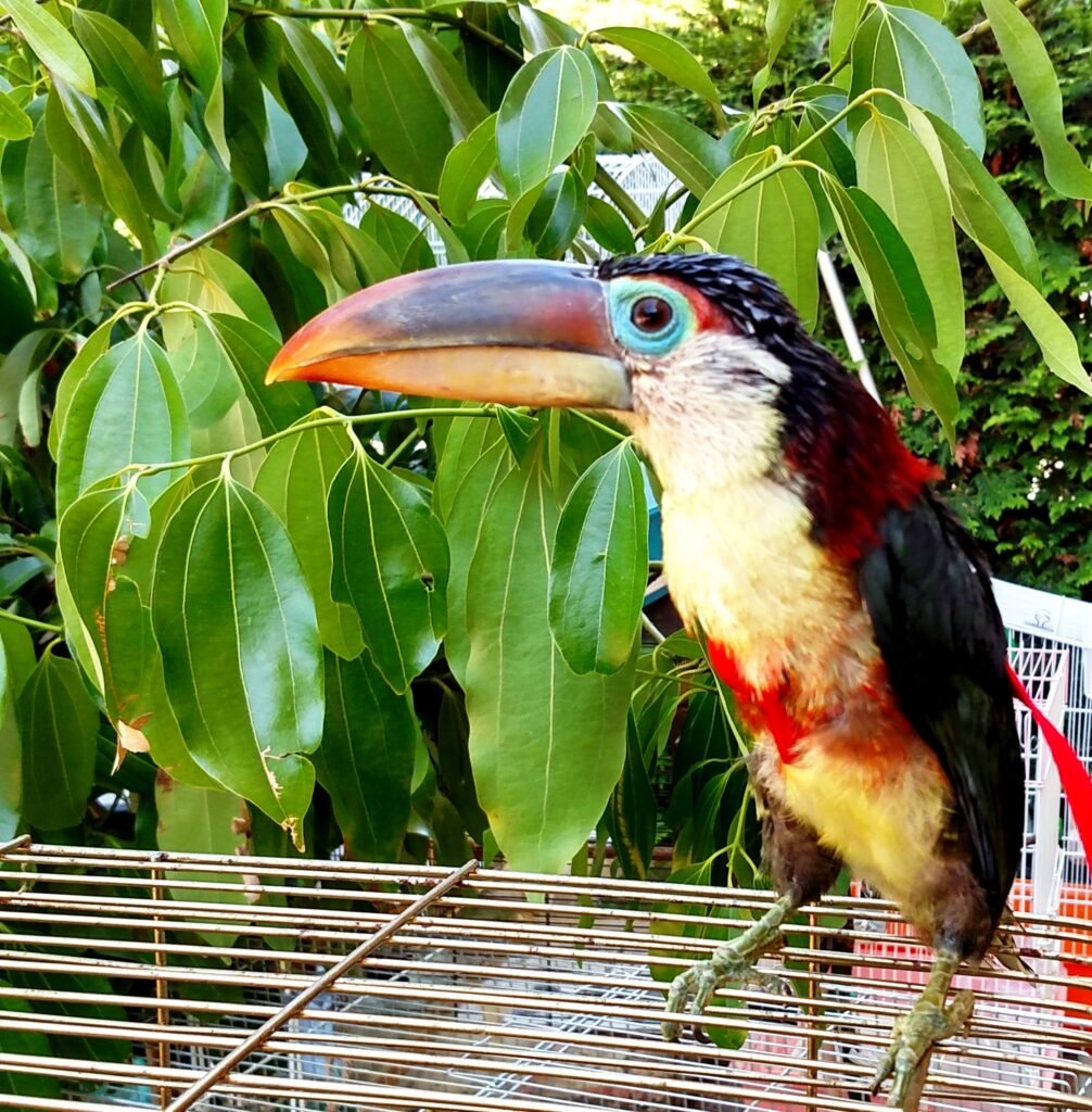 male-curl-crested-aracari-jjw-farm-sanctuary