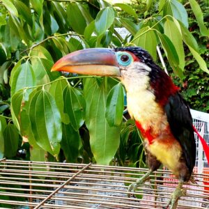 Male Curl-Crested Aracari