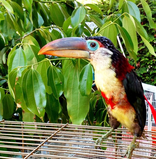 Male Curl-Crested Aracari