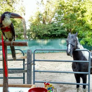 Female Curl-Crested Aracari for sale online