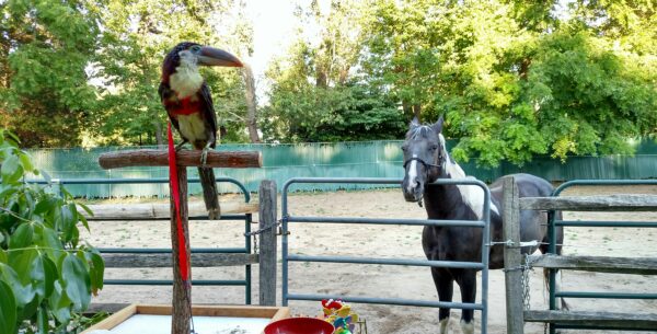 Female Curl-Crested Aracari for sale online