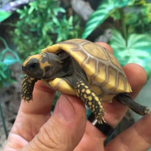 yellow footed tortoise for sale