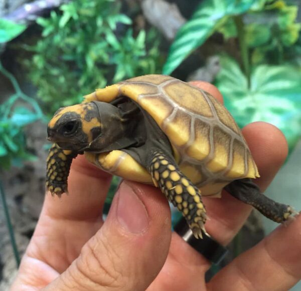 yellow footed tortoise for sale