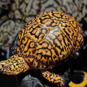 box turtle for sale