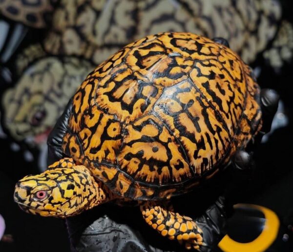 box turtle for sale
