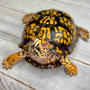 terrapene carolina caorlina for sale