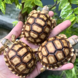 Centrochelys sulcata