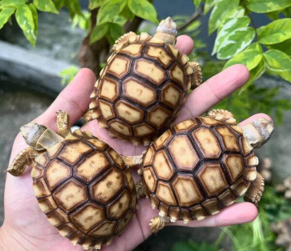 Centrochelys sulcata