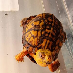 High quality box turtles well selective breed