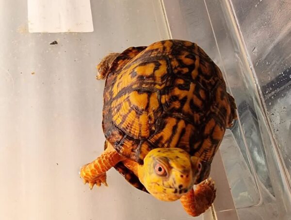 High quality box turtles well selective breed