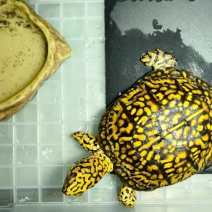 Yellow body box turtle