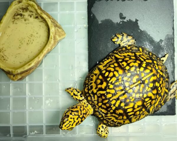 Yellow body box turtle