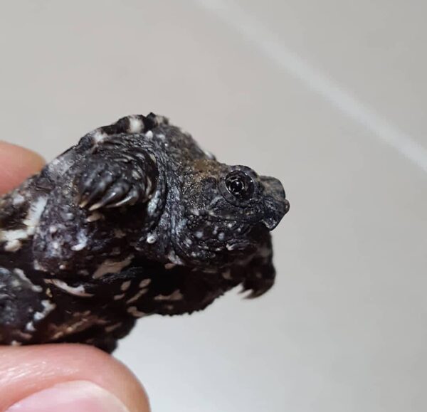 Chelydra rossignonii for sale