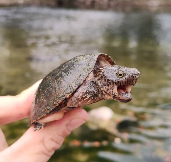 Sternotherus minor for slae